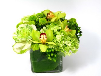 Green Clover 